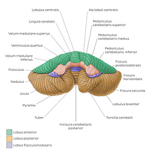 Cerebellum - Anterior view (Latin)