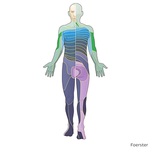 C5 dermatome (#20889)