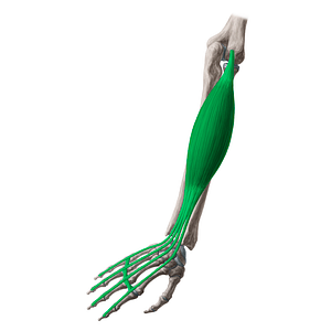 Extensor digitorum muscle (#5323)