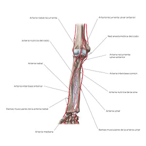 Arteries of the forearm: Anterior view (Spanish)