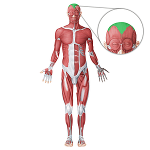 Epicranial aponeurosis (#18656)