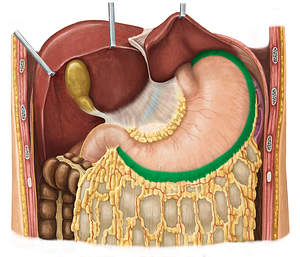 Greater curvature of stomach (#3175)