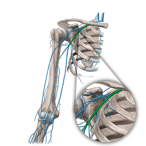 Axillary vein (#9964)