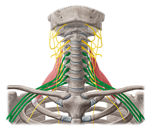 Brachial plexus (#7951)
