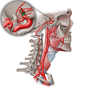 Communicating part of internal carotid artery (C7) (#19562)