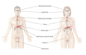 Endocrine system (Spanish)