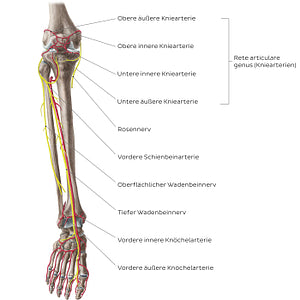 Neurovasculature of the leg and knee (anterior view) (German)
