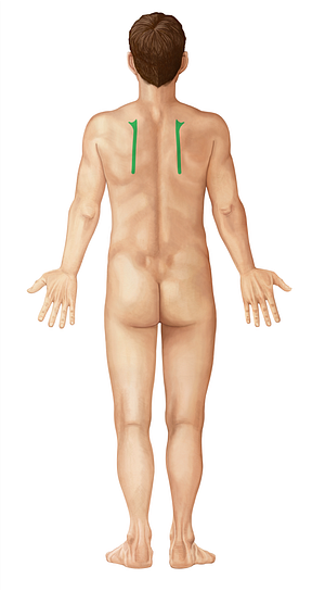 Medial border of scapula (#4940)