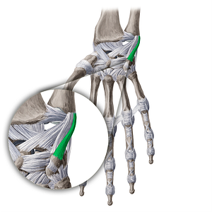 Ulnopisiform ligament (#20959)