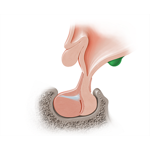 Mammillary body (#18213)