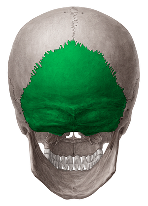Occipital bone (#7440)