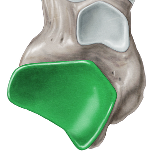 Posterior calcaneal articular facet of talus (#3454)