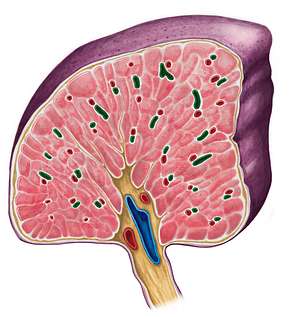 Trabecular vein of spleen (#10218)