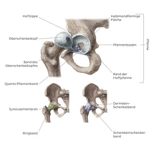 Hip joint (German)