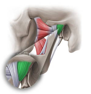 Articular capsule of temporomandibular joint (#18957)