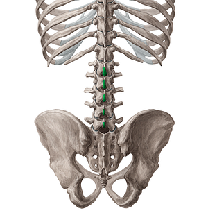 Spinous processes of vertebrae L1-L5 (#8261)