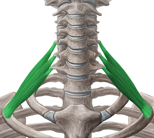 Scalenus posterior muscle (#5912)