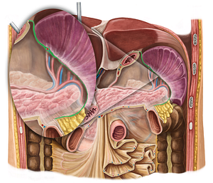 Gastrosplenic ligament (#4538)