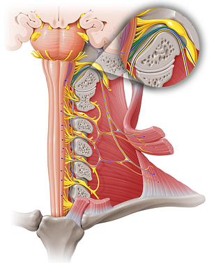 Cranial root of accessory nerve (#8437)