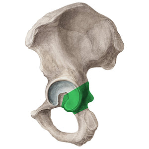 Body of ischium (#20315)