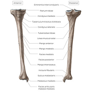 Tibia (Latin)