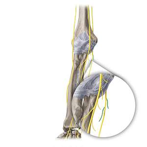 Muscular branches of ulnar nerve (#20401)