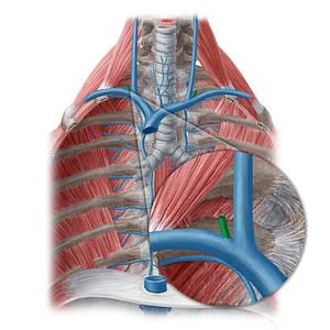 External jugular vein (#20480)