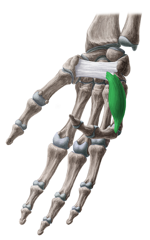 Flexor digiti minimi brevis muscle of hand (#5358)