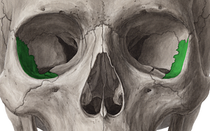 Orbital surface of zygomatic bone (#3534)