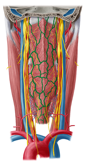 Pharyngeal veins (#10177)
