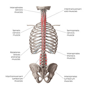 Deep and deepest deep back muscles (English)