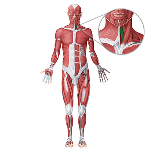 Sternohyoid muscle (#18752)