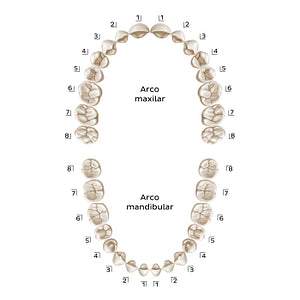 Palmer Notation (permanent teeth) (Spanish)