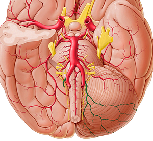 Posterior inferior cerebellar artery (#1003)