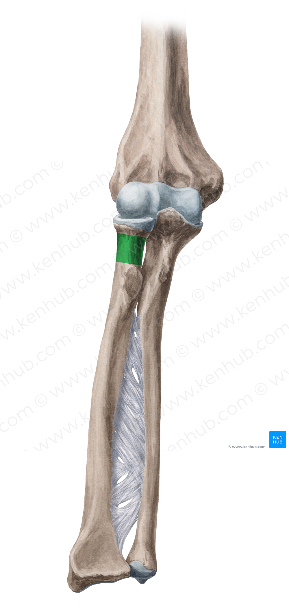 Neck of radius (2689) Kenhub Image License Store