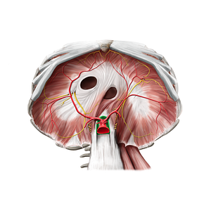 Aortic hiatus (#16282)