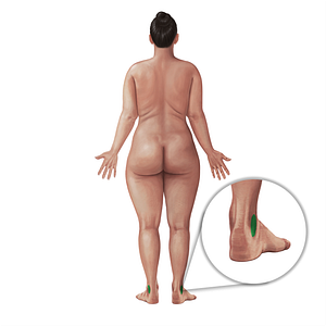 Lateral retromalleolar region (#21083)