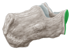 Articular surface for cuboid of calcaneus (#3456)