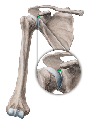 Supraglenoid tubercle of scapula (#9760)