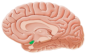Optic chiasm (#2592)