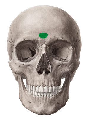 Glabella of frontal bone (#4064)