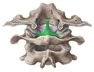 Transverse ligament of atlas (#4654)