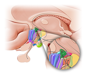 Paraventricular hypothalamic nucleus (#10868)