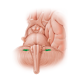 Choroid plexus of fourth ventricle (#12875)