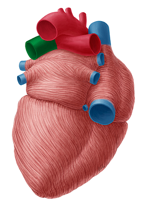 Left pulmonary artery (#1697)