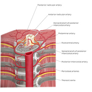 Arteries of the vertebral column (English)