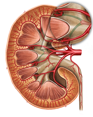 Posterior segmental artery of kidney (#1207)