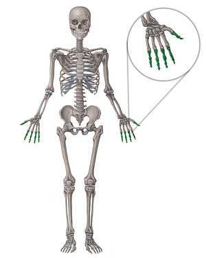 Phalanges of hand (#7892)