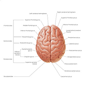 Superior view of the brain (English)