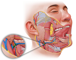 Common facial vein (#104)